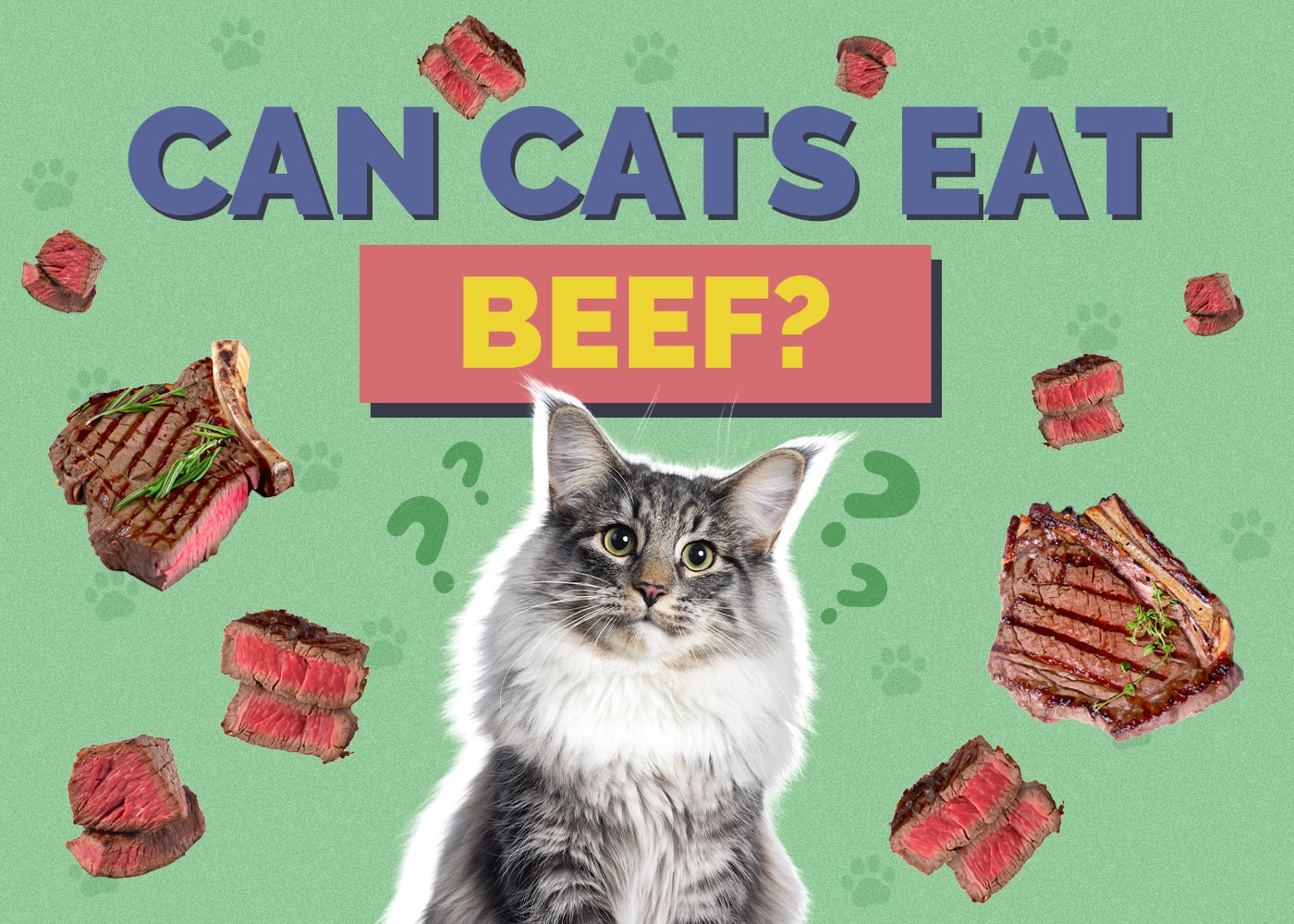 Can Cats Eat beef