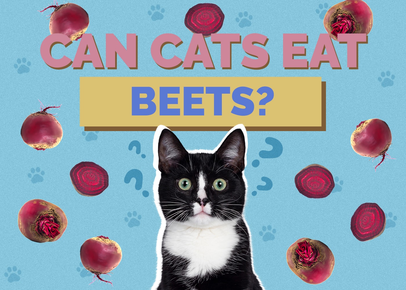 Can Cats Eat beets