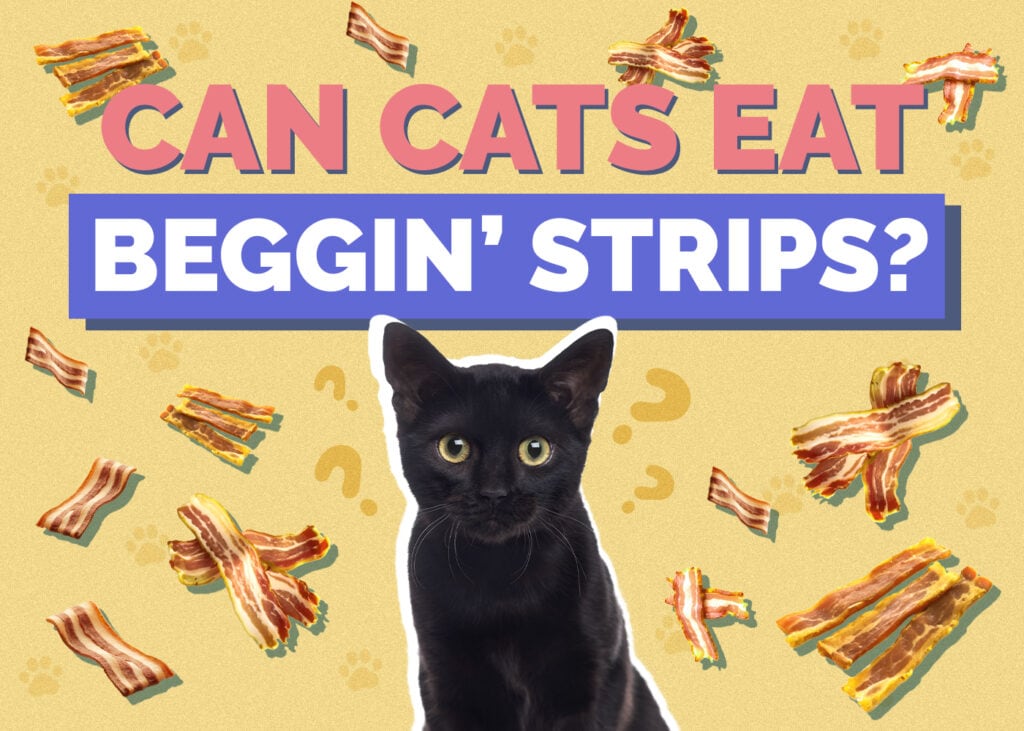 Can Cats Eat beggin-strips