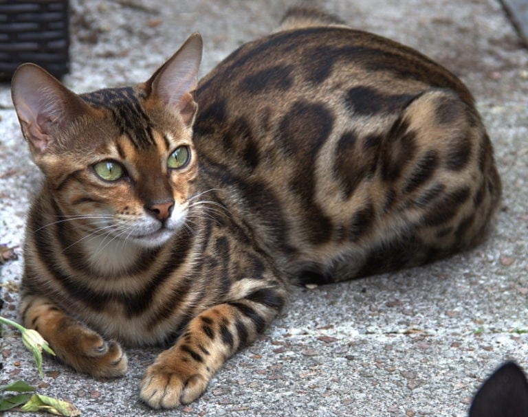 Can Bobcats Breed With Domestic Cats Facts Exotic Looking Breeds