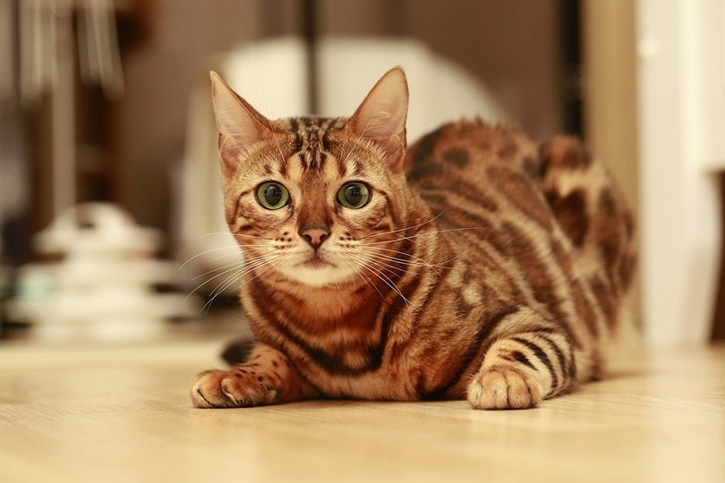 bengal cat lying on the floor