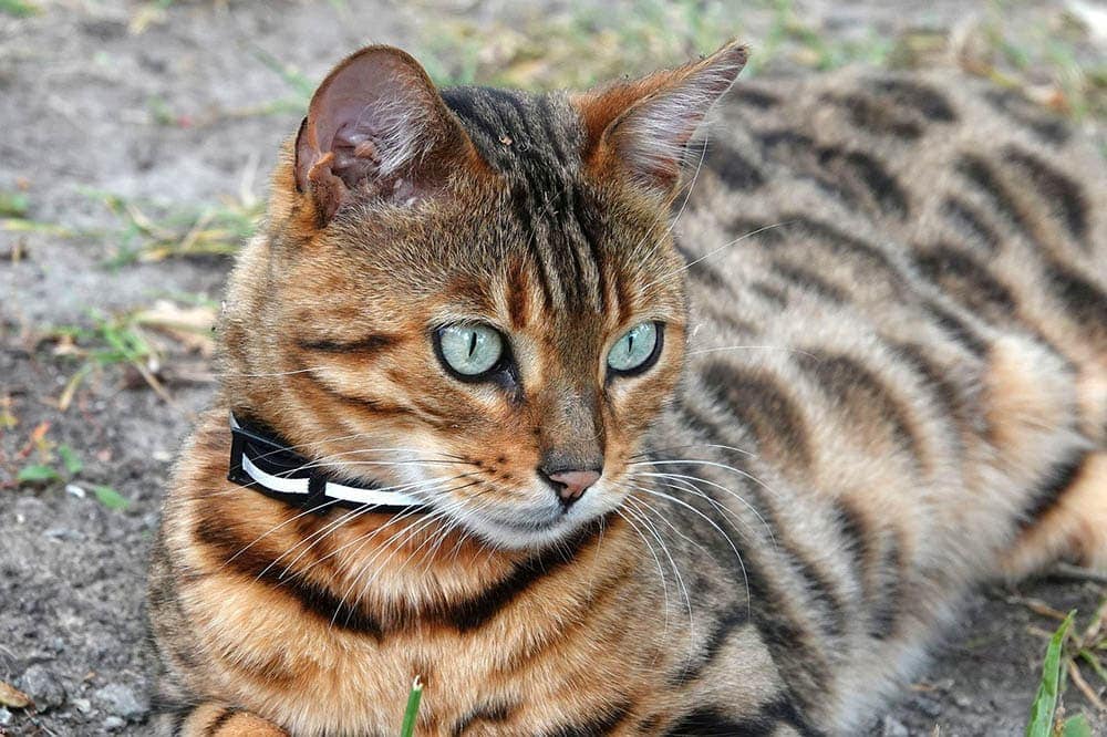 bengal cat on the ground