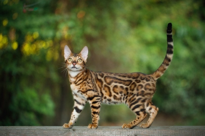 bengal cat walking on plank outdoor