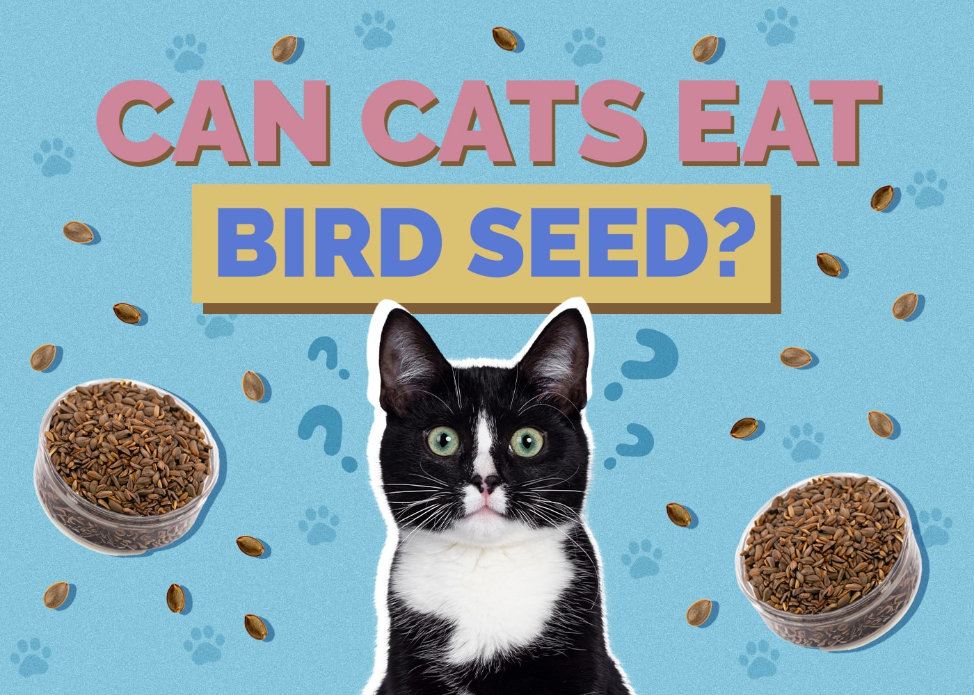 Can Cats Eat bird-seed