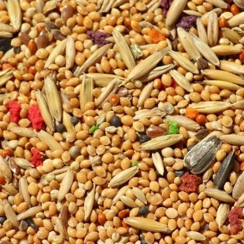 Cómo alejar las moscas de tu perro 6 métodos efectivos Hepper