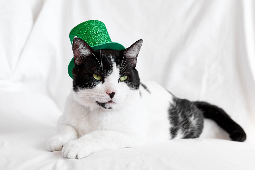 black and white cat wearing irish hat