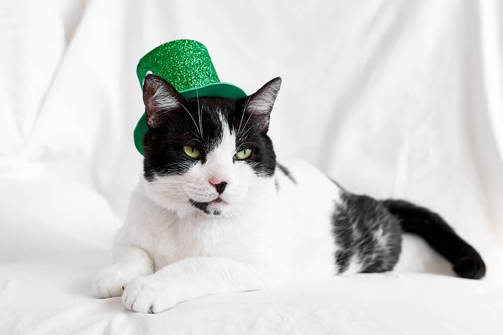 160 Irish Cat Names: Celtic Names from the Emerald Isle