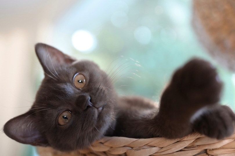 black cat lying on the basket