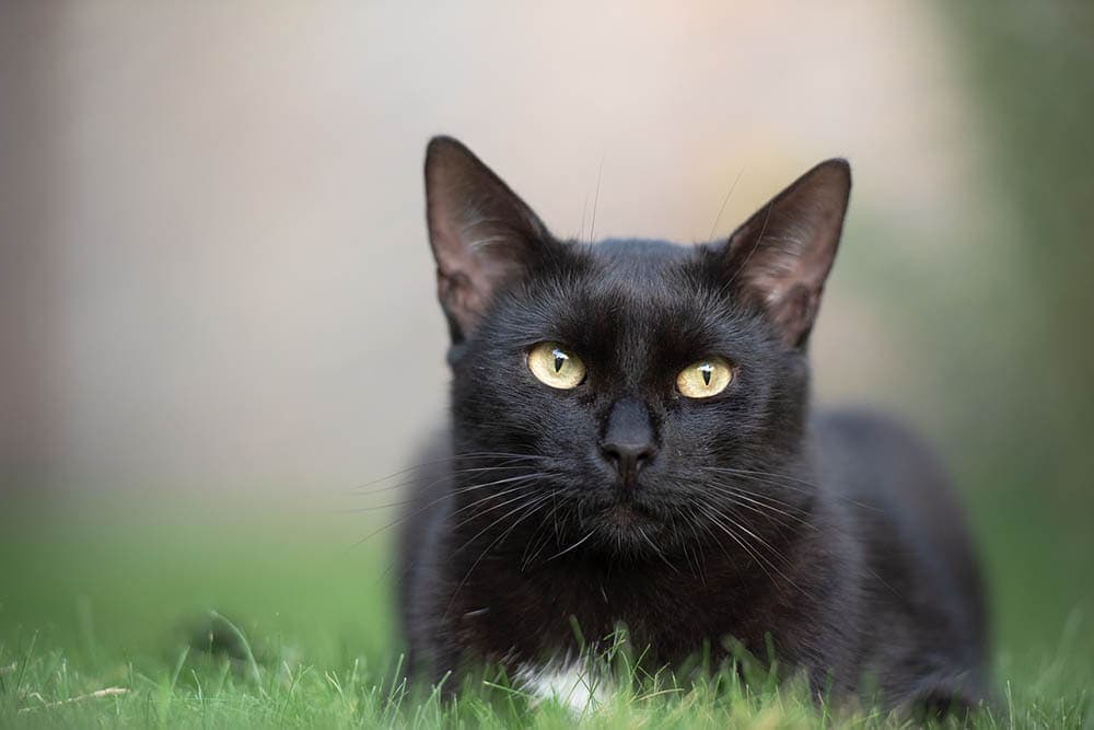 600+ Anime Cat Names: Our Top Picks for Your Kawaii Cat | Hepper 600+ Anime Cat Names: Our Top Picks for Your Kawaii Cat | Hepper