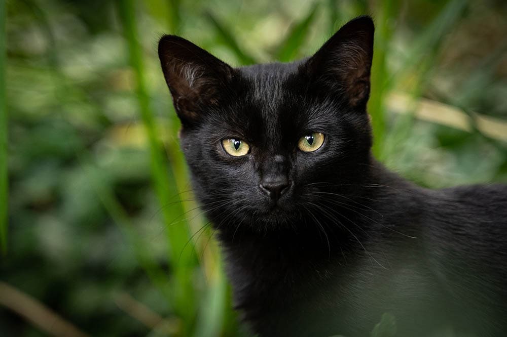 black cat up close