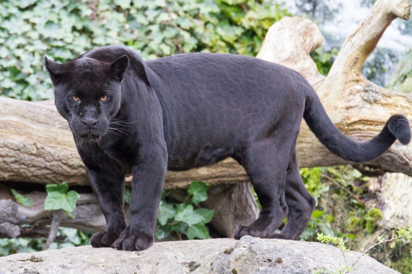 black jaguar