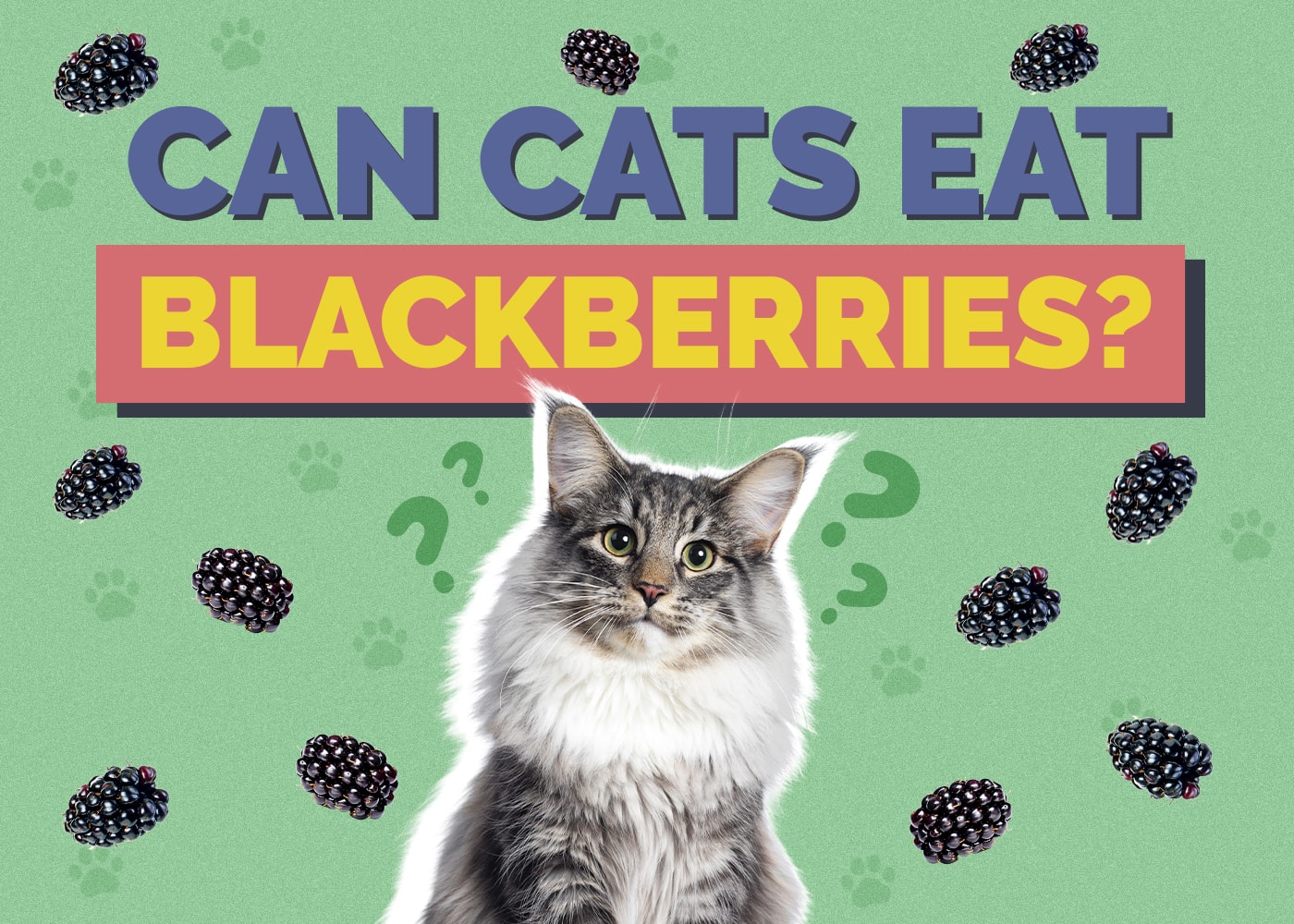 Can Cats Eat blackberries