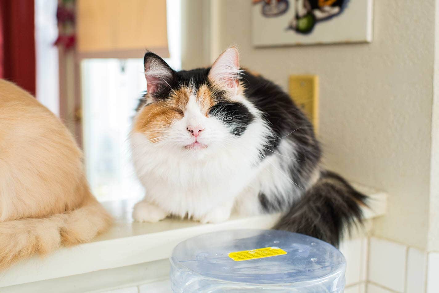 Blind calico cat