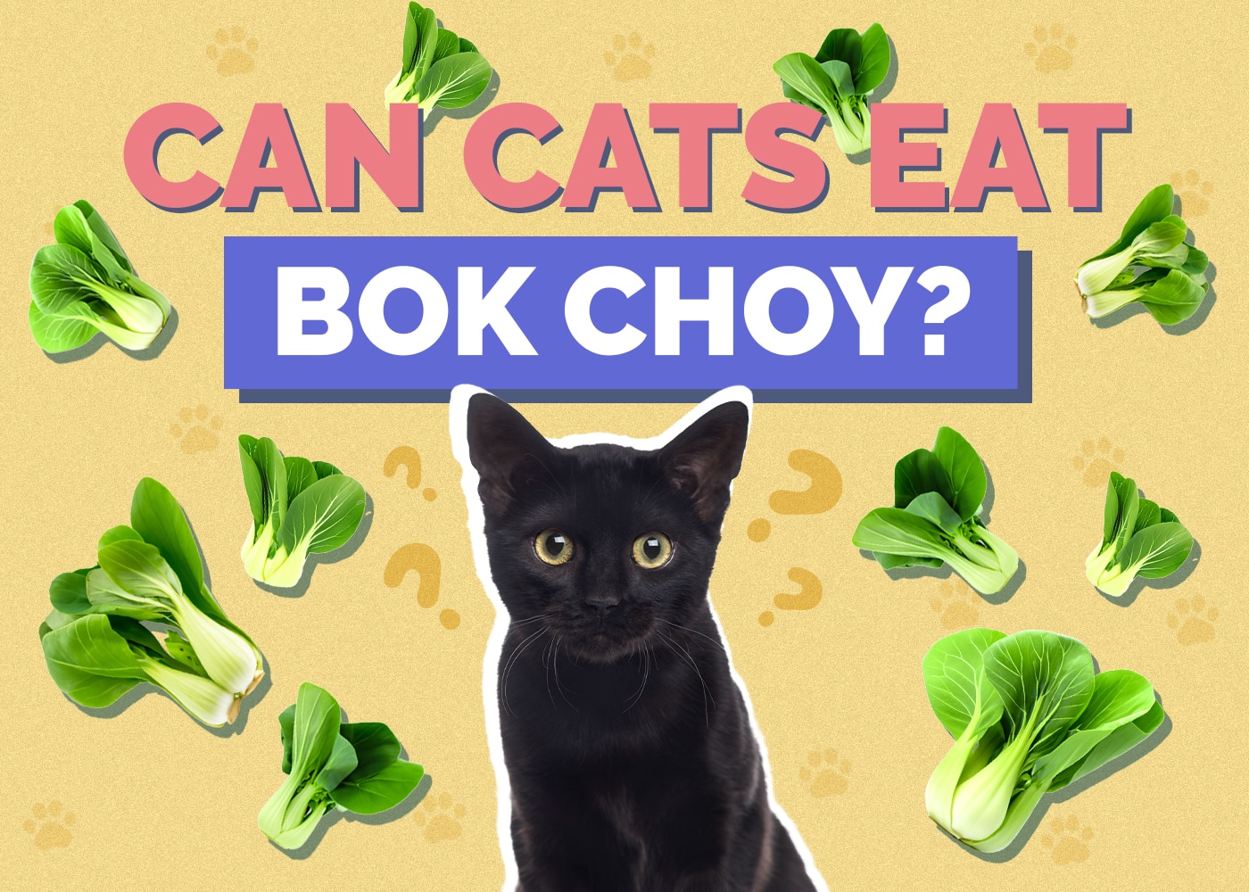 Can Cats Eat bok-choy