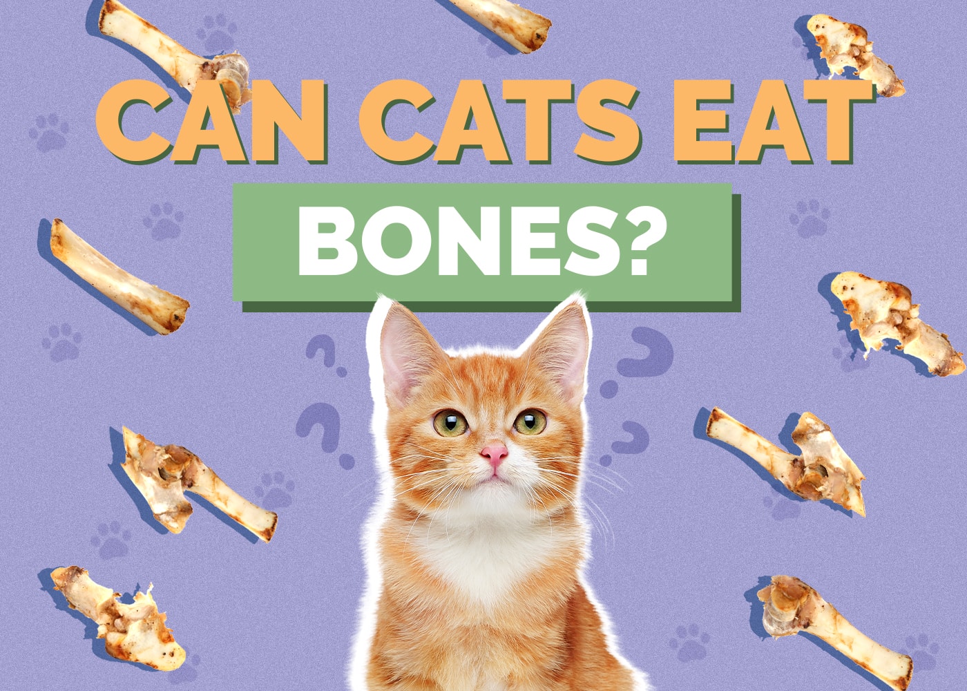 Can Cats Eat bones