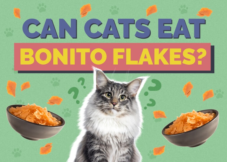 Can Cats Eat Bonito Flakes? VetReviewed Facts & Important