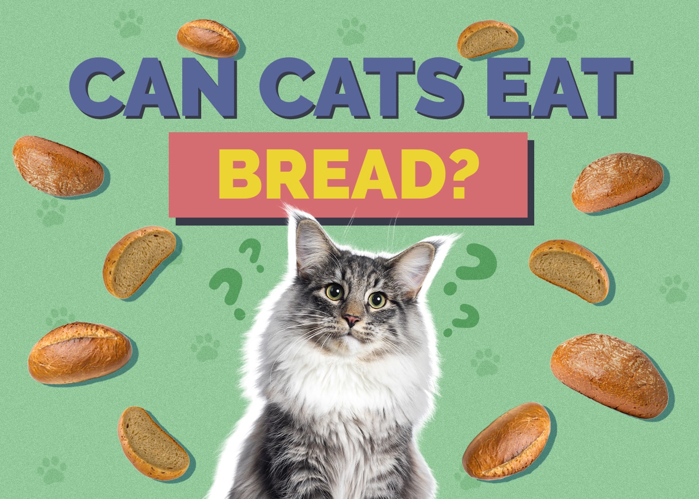 Can Cats Eat bread