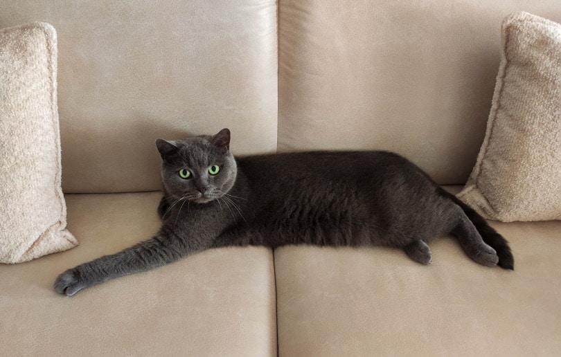 british shorthair cat lying on sofa