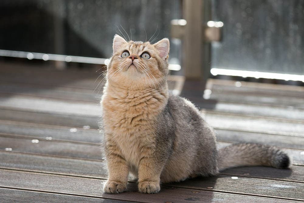 british shorthair looking up
