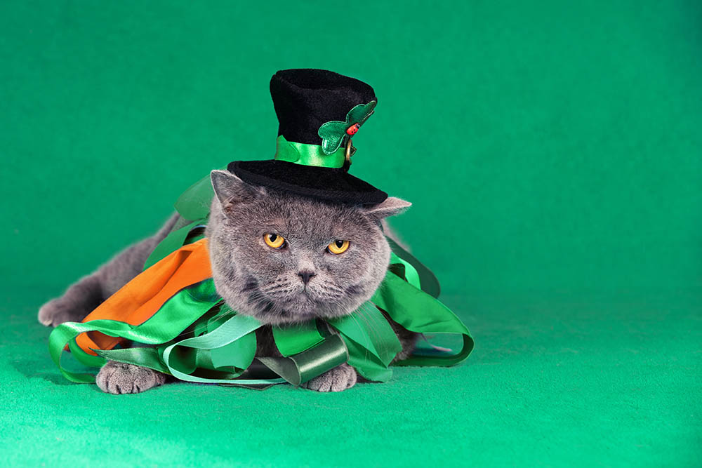 British shorthair wearing Leprechaun