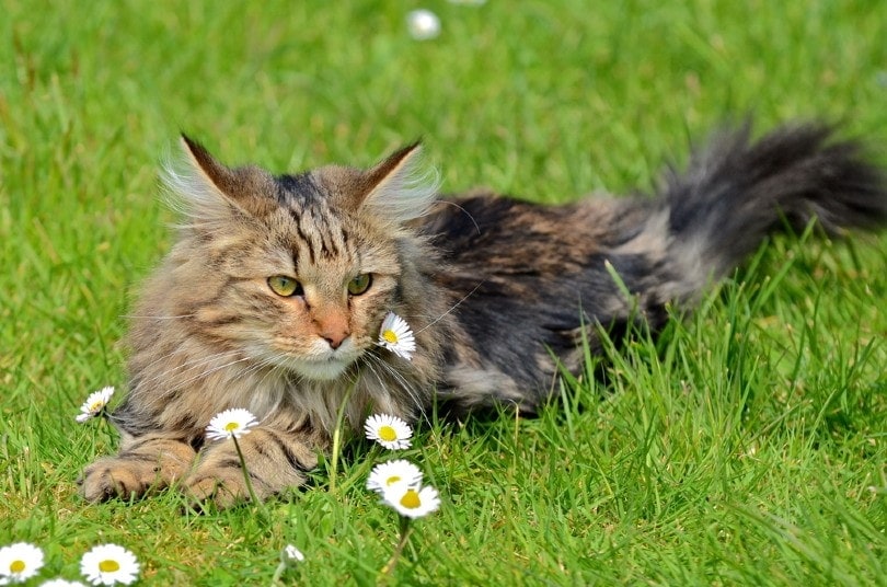 brown patched tabby norwegian forest cat lying on grass