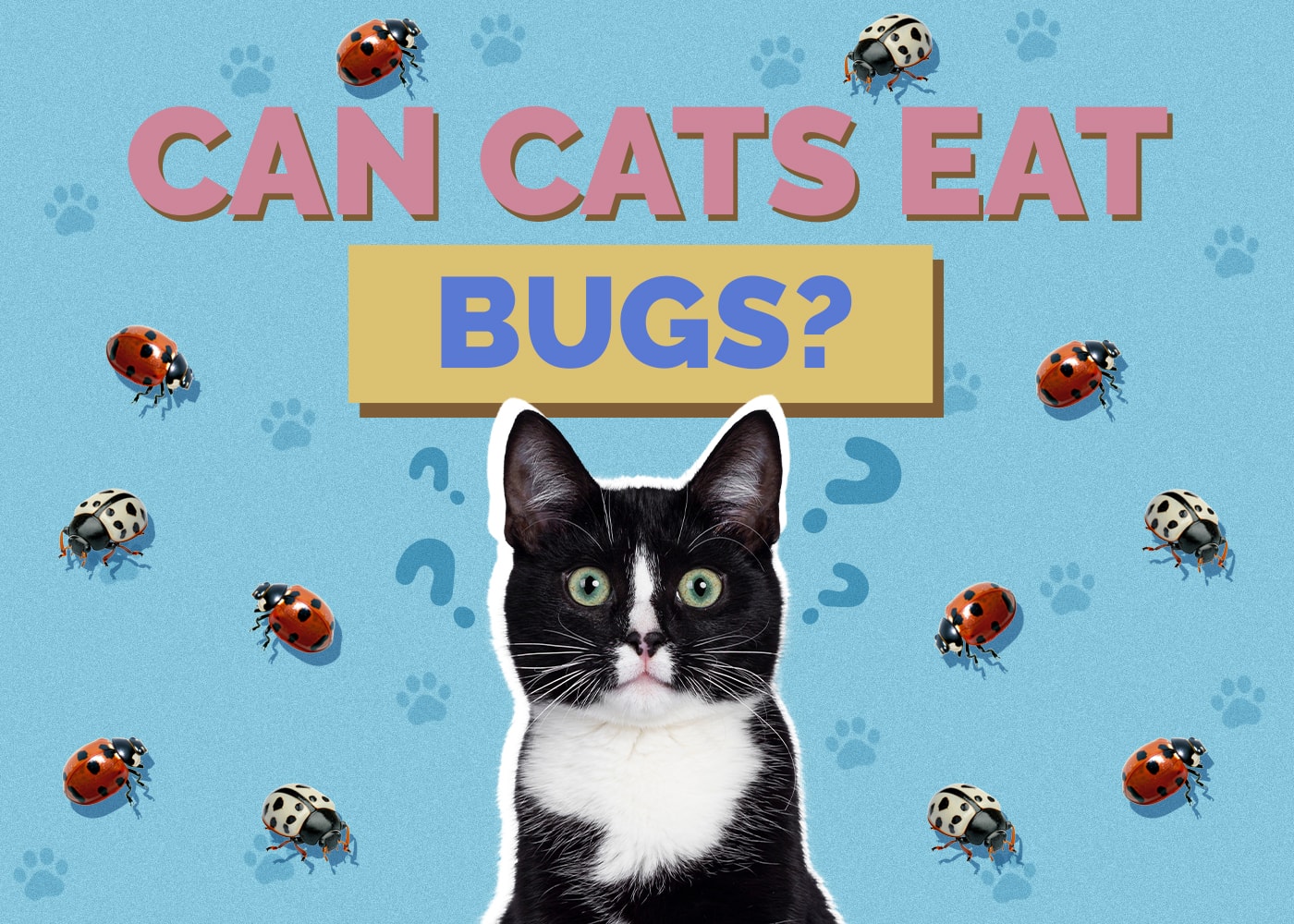 Can Cats Eat bugs