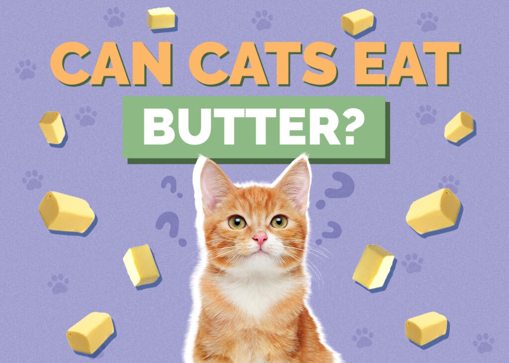 Can Cats Eat butter