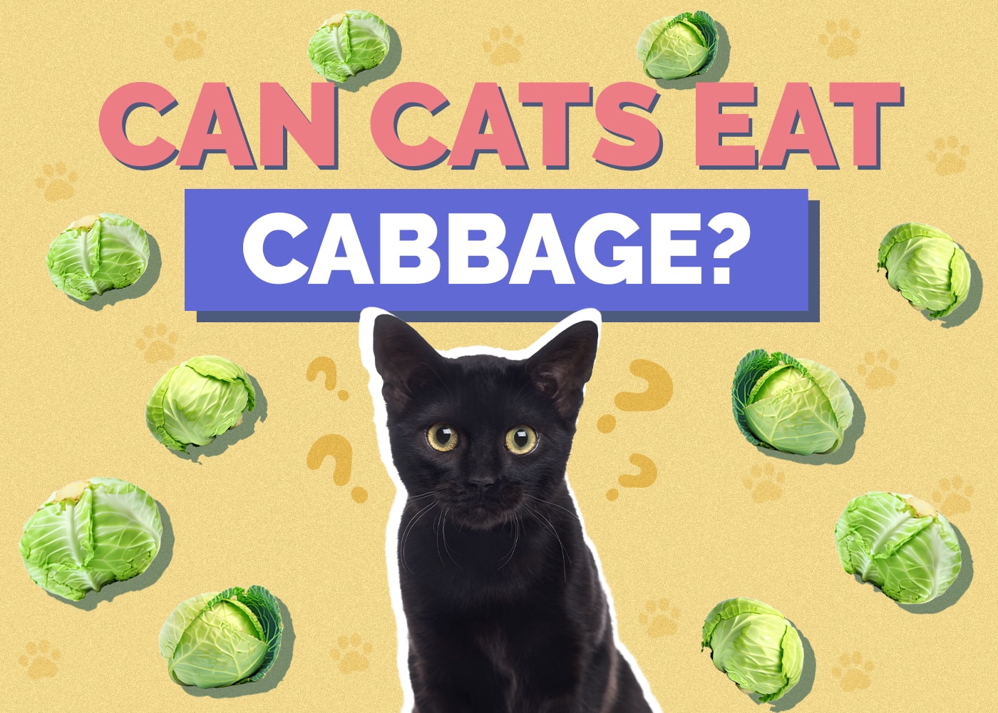 Can Cats Eat cabbage