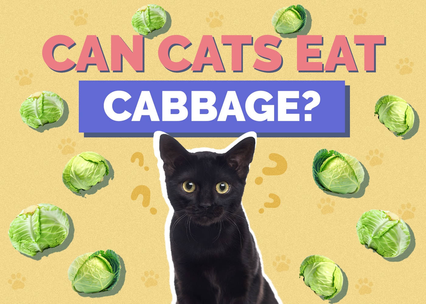Can Cats Eat cabbage Can Cats Eat cabbage