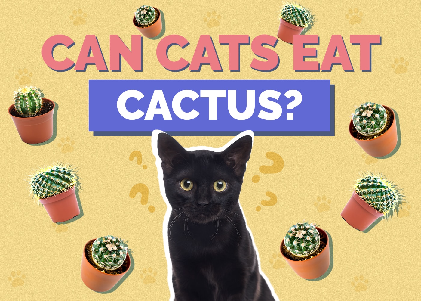 Can Cats Eat cactus