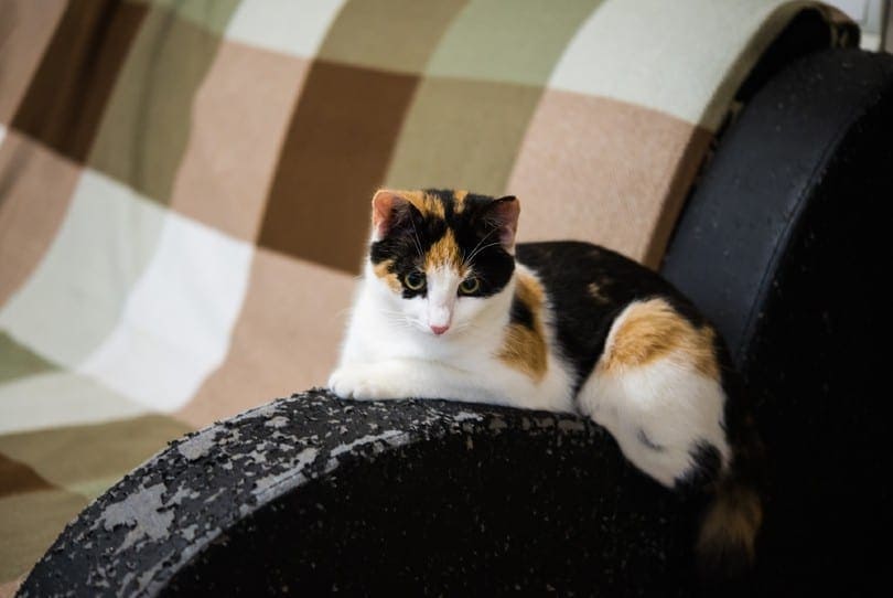 calico cat lying on a scratched sofa arm rest