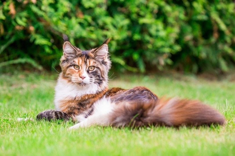mèo tam thể maine coon nằm trên bãi cỏ