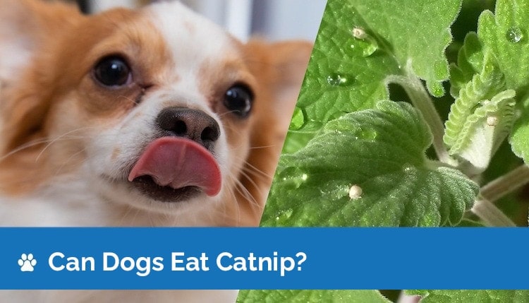 is catnip bad for a dog