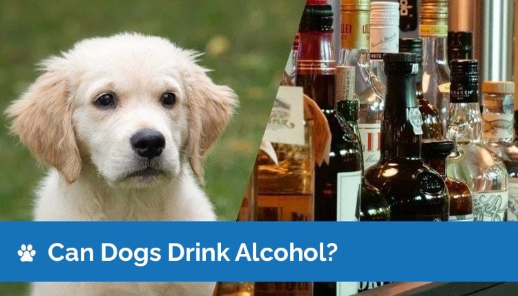 can dogs drink alcohol2