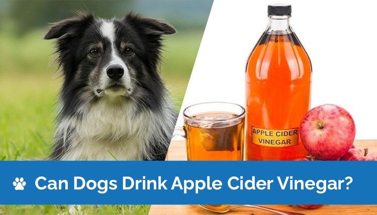 can dogs drink apple cider vinegar2