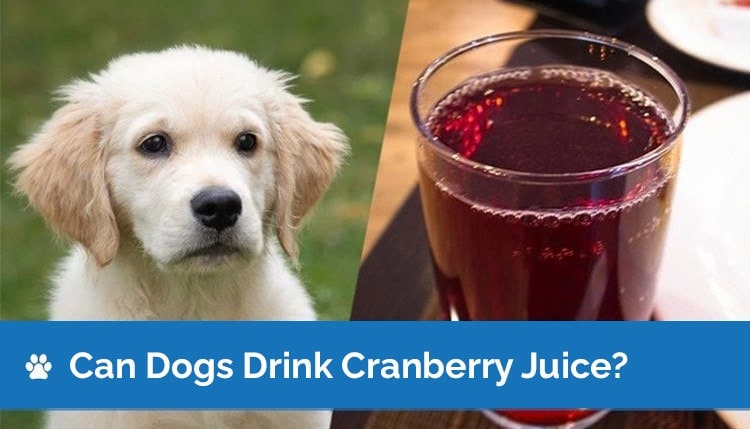 can dogs drink cranberry juice2