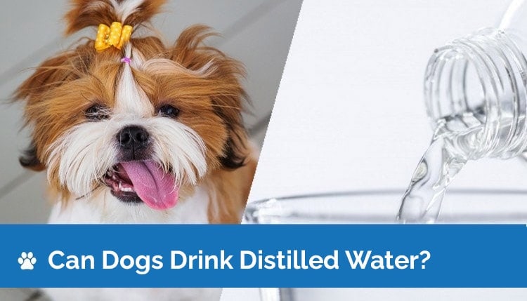 can dogs drink distilled water2