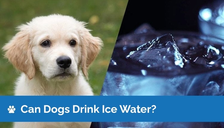 can dogs drink ice water2