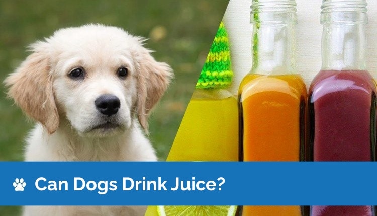 can dogs drink juice 2