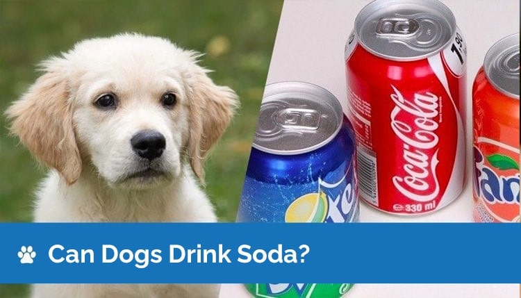can dogs drink soda 2