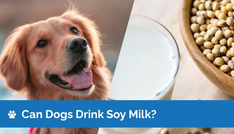 can dogs drink soy milk2