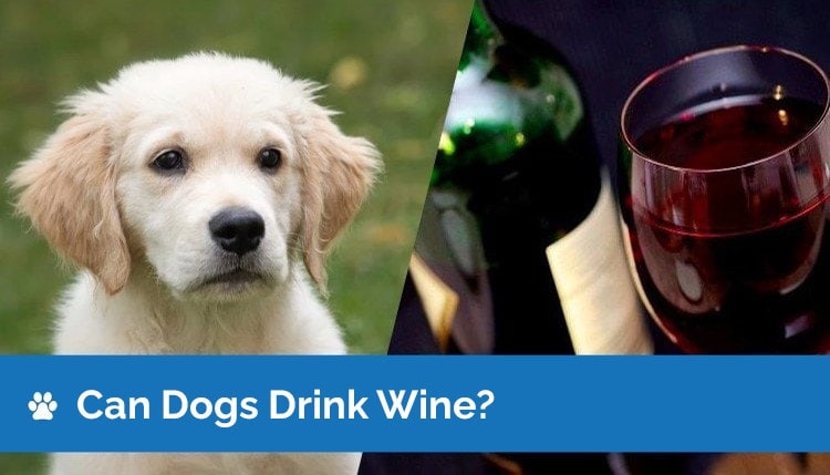 can dogs drink wine2