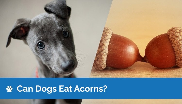 can dogs eat acorns2