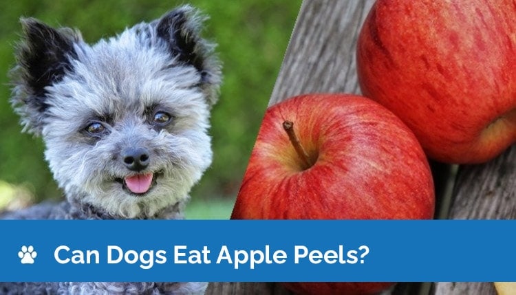 can apples harm dogs