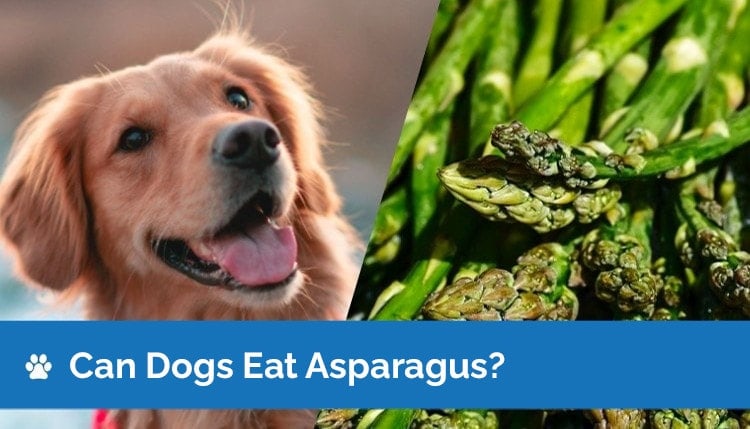 can dogs eat asparagus2