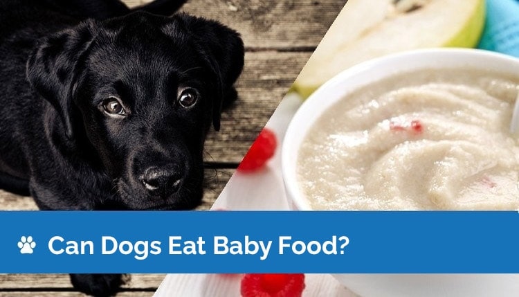 can dogs eat baby food2
