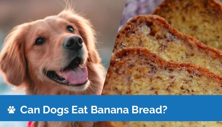 Can Dogs Eat Banana Bread