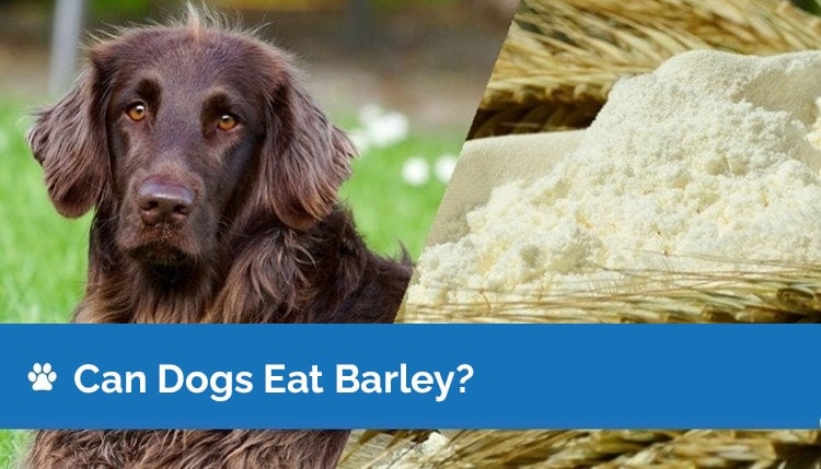 can dogs eat barley2