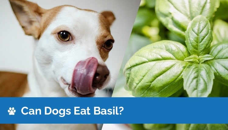 can dogs eat basil2