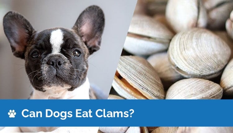 can dogs eat clams2